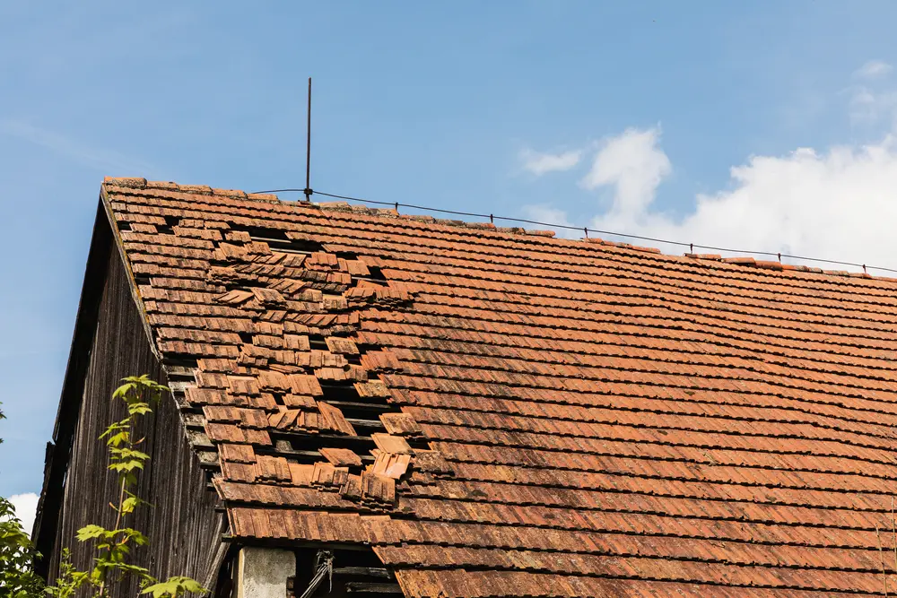Roof Damage From Pests in Columbia SC