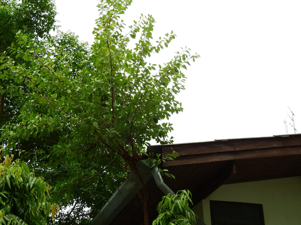 Are Gutter Guards Worth It for Homes With Trees?